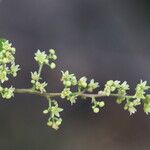 Searsia longipes Flower