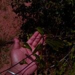 Combretum subumbellatum Hoja