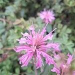 Monarda fistulosaBlüte