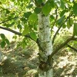 Betula papyrifera बार्क (छाल)