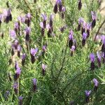 Lavandula pedunculata Blüte