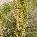 Rumex crispus花