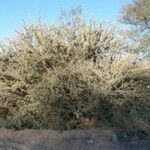 Vachellia hebeclada Лист
