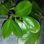 Garcinia mangostana Leaf