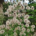 Lactuca floridana Flower