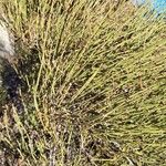 Ephedra viridis Folla