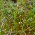 Triglochin palustris Flower