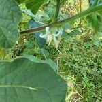 Solanum viarum Floare