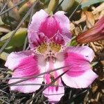 Alstroemeria pelegrina Flower