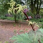 Rheum palmatum Cvet