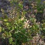 Lepidium perfoliatum Habit