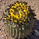 Ferocactus wislizeni Flower