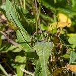 Aetheorhiza bulbosa Liść