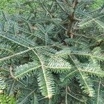 Abies nebrodensis 叶