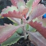 Kalanchoe sexangularis Leaf