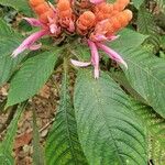 Aphelandra sinclairiana Květ
