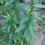 Cirsium altissimum Облик