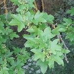Acer campestre Blüte