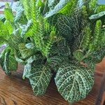 Fittonia albivenisMaua