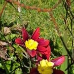 Sparaxis tricolor Floare