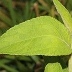 Clibadium surinamense Leaf