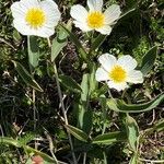 Ranunculus amplexicaulis برگ