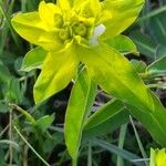 Euphorbia flavicoma Květ