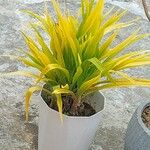 Crinum asiaticumDeilen