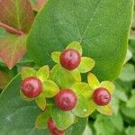 Hypericum androsaemumOther