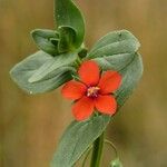 Anagallis arvensis Blüte