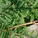 Caesalpinia decapetala Coajă