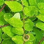 Breynia retusa Leaf