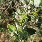 Feijoa sellowiana ഇല