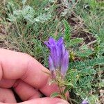 Gentiana affinis Flower