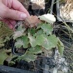 Alchemilla mollisLeaf