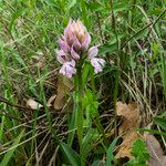 Neotinea tridentata Flower