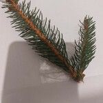 Picea abies Лист