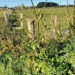 Heracleum sibiricum Habit