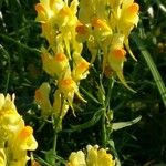 Linaria vulgaris Blodyn