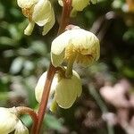 Pyrola chlorantha Virág