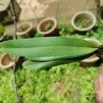 Cyrtorchis ringens Leaf