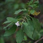 Lantana involucrata Žiedas