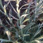 Centaurea seridis Leaf