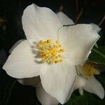 Philadelphus coronarius Flower