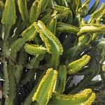 Euphorbia candelabrum Feuille