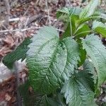 Eupatorium serotinum برگ