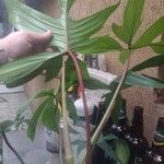 Philodendron pedatum Кора