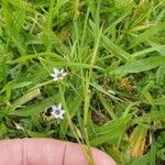Sisyrinchium rosulatum 葉