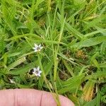 Sisyrinchium rosulatum Leaf