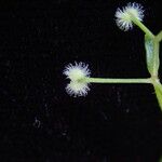 Galium hirtiflorum Habit